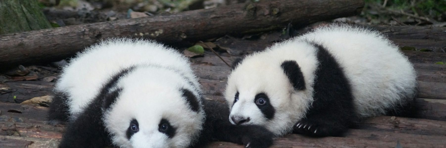 two white-and-black Pandas lying on floor during daytime