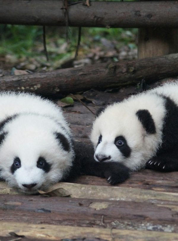 two white-and-black Pandas lying on floor during daytime