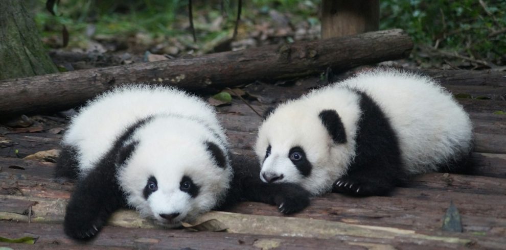 two white-and-black Pandas lying on floor during daytime