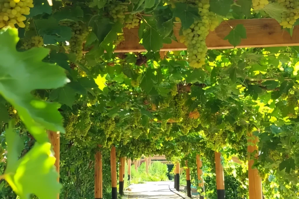 Виноградной долины