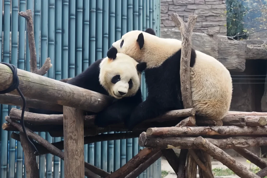 большая панда