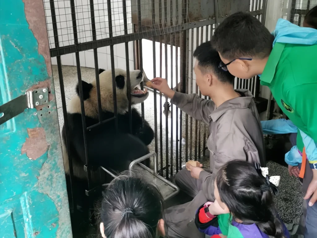 Кормить панд