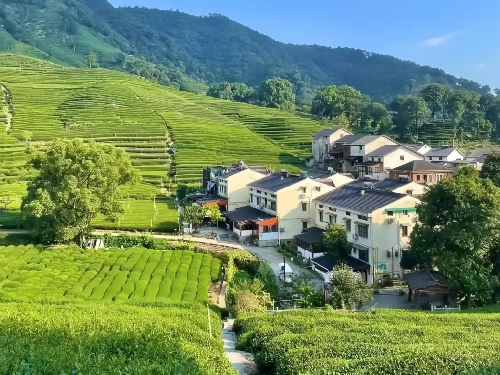 чайной плантации зеленого чая Мейцзяу