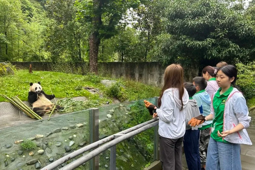 Наблюдение и запись поведения панд