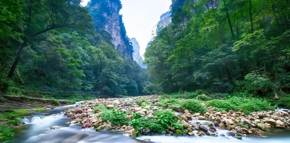 Ручей Золотой кнут